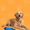 Grooming & Dental Care