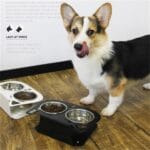 Anti-falling Cat Dog Feeding Water Bowl